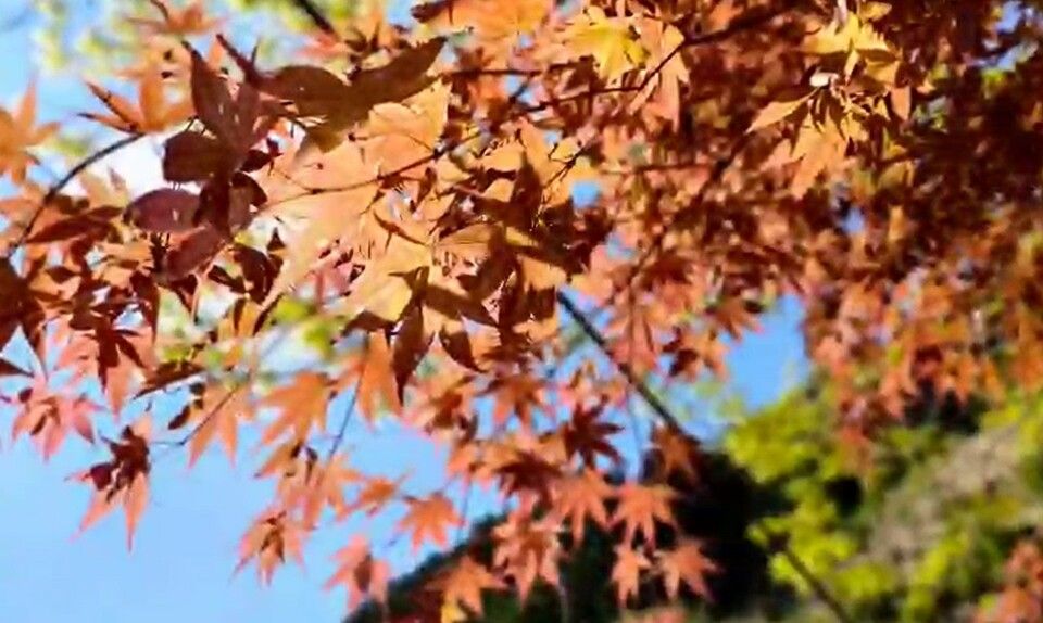 11月画像:夏の福知渓谷画像